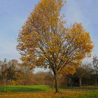 Goldener Herbst