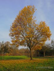 Goldener Herbst