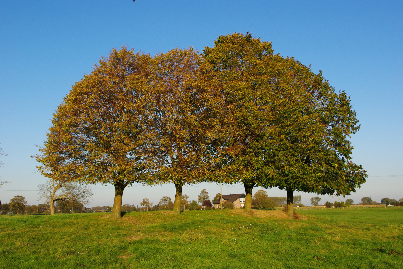 goldener Herbst