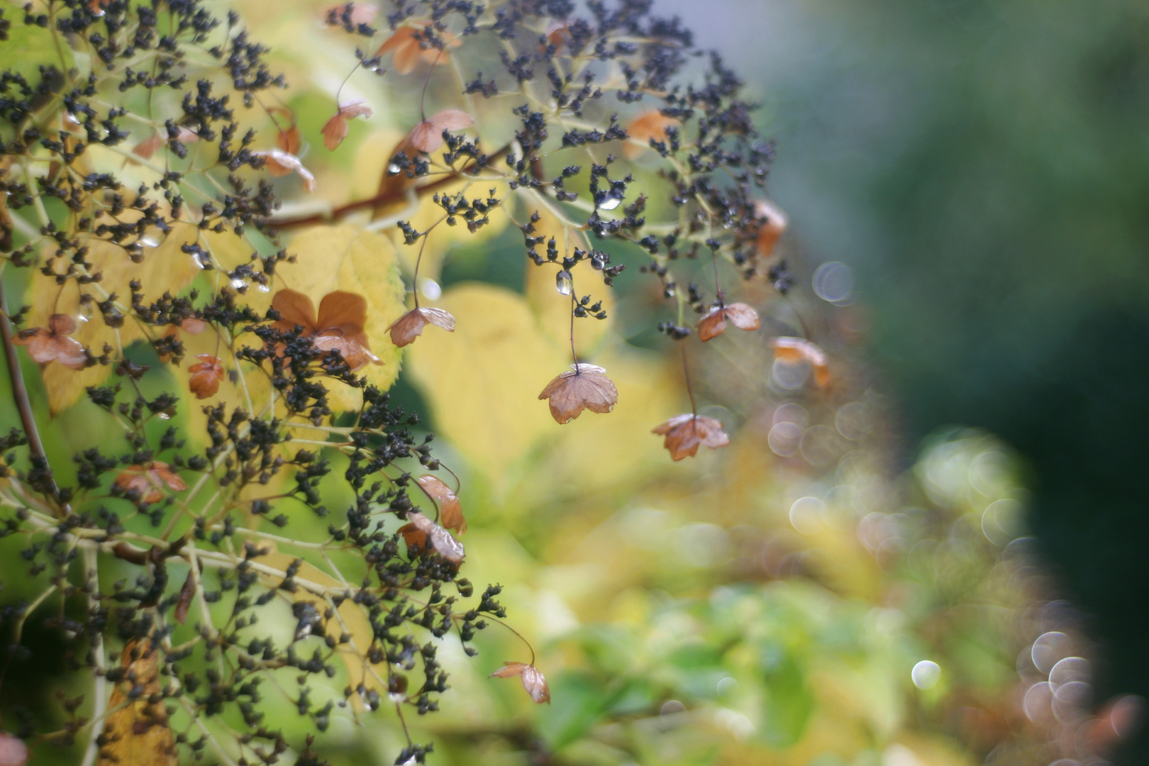 Goldener Herbst