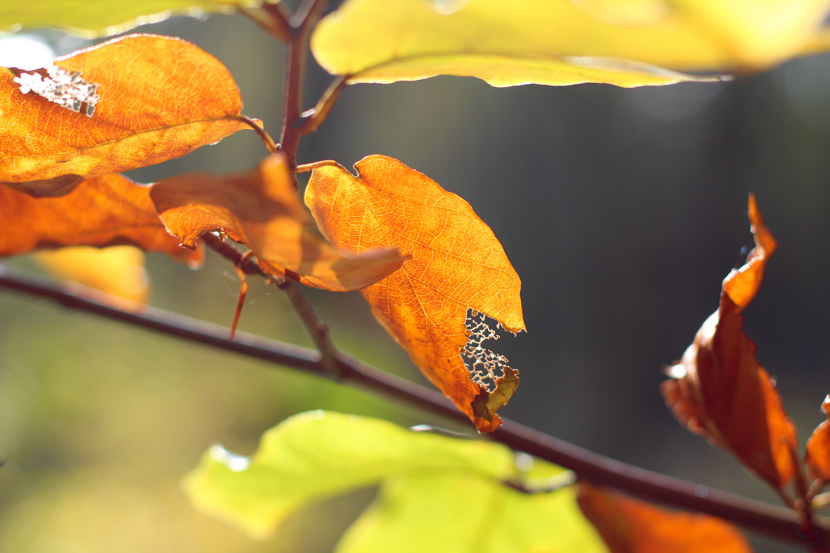 goldener Herbst 