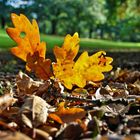 goldener Herbst