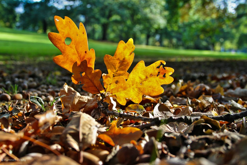 goldener Herbst