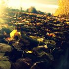 Goldener Herbst