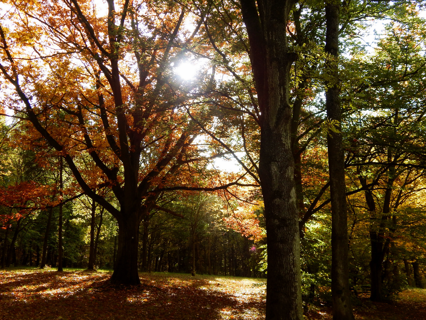 Goldener Herbst