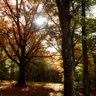 Goldener Herbst