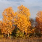 Goldener Herbst #5