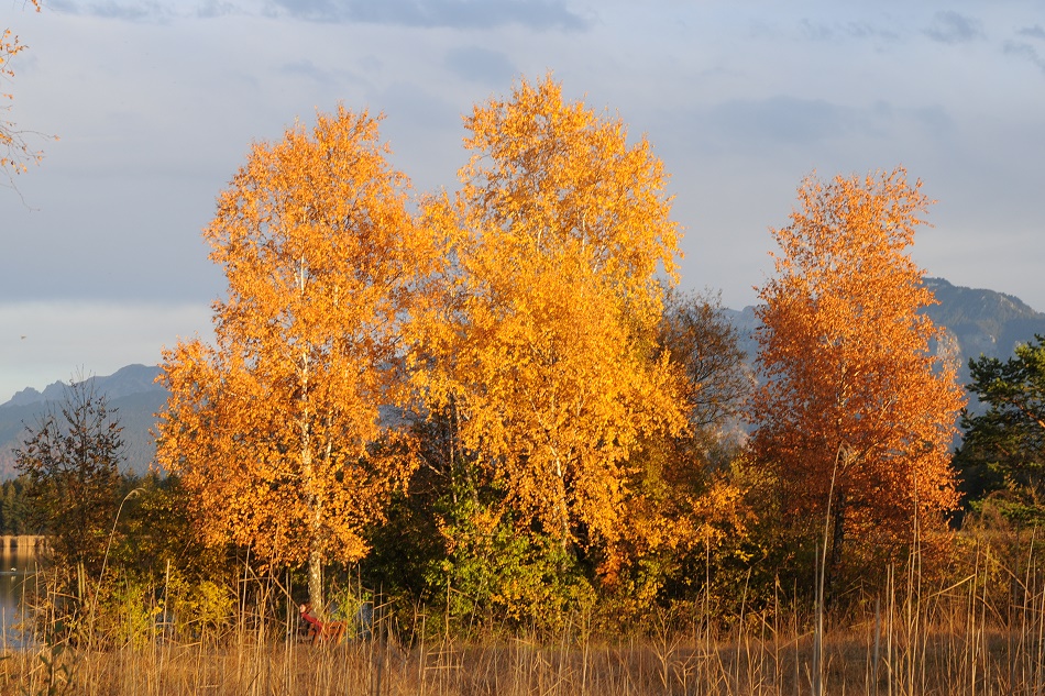 Goldener Herbst #5