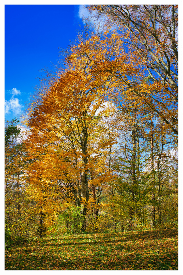 Goldener Herbst