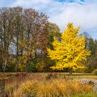 Goldener Herbst