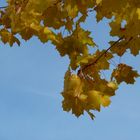 GOLDENER HERBST