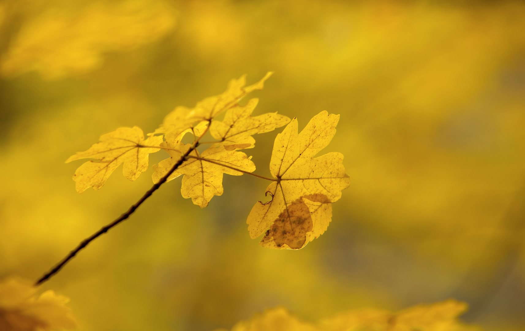 goldener Herbst