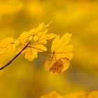 goldener Herbst