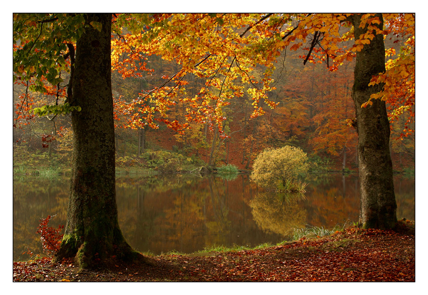 Goldener Herbst