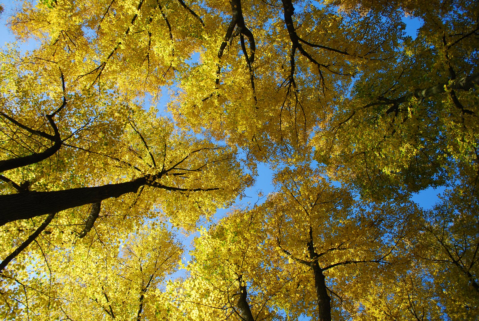 Goldener Herbst