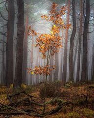 Goldener Herbst