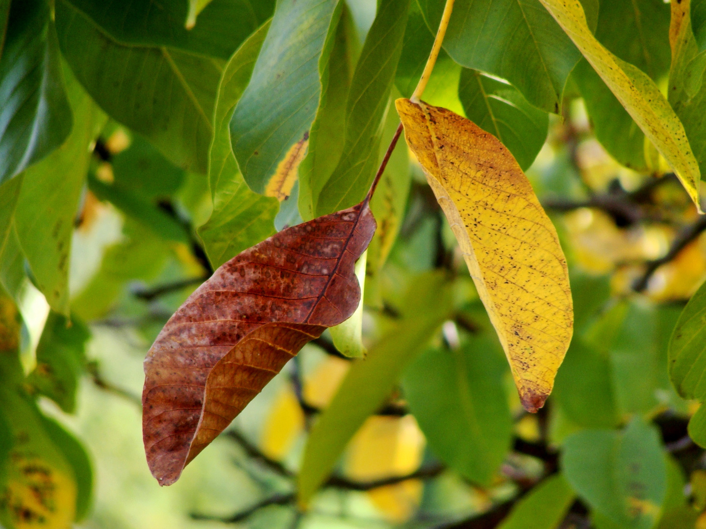 Goldener Herbst