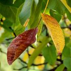 Goldener Herbst