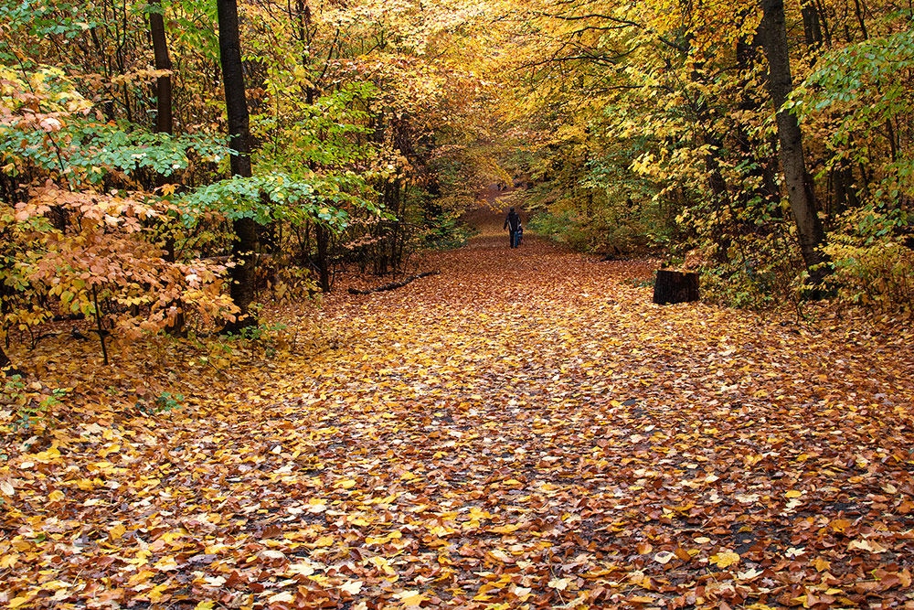 goldener Herbst