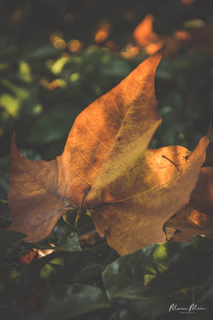 Goldener Herbst