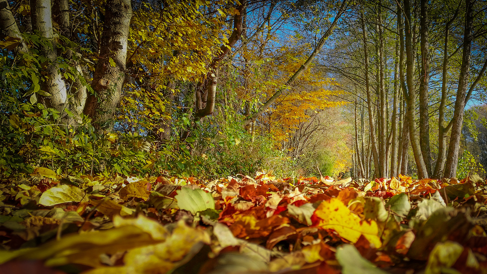 Goldener Herbst