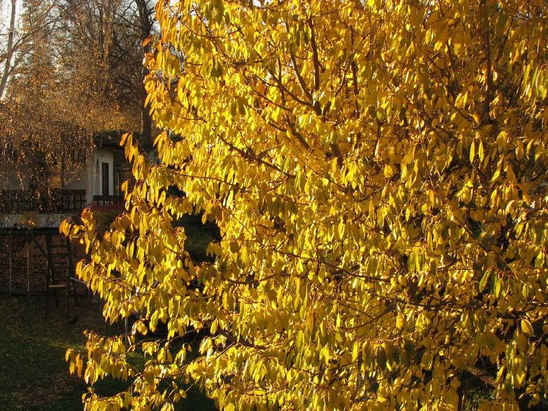 > Goldener Herbst 