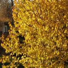 > Goldener Herbst <