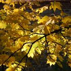 Goldener Herbst