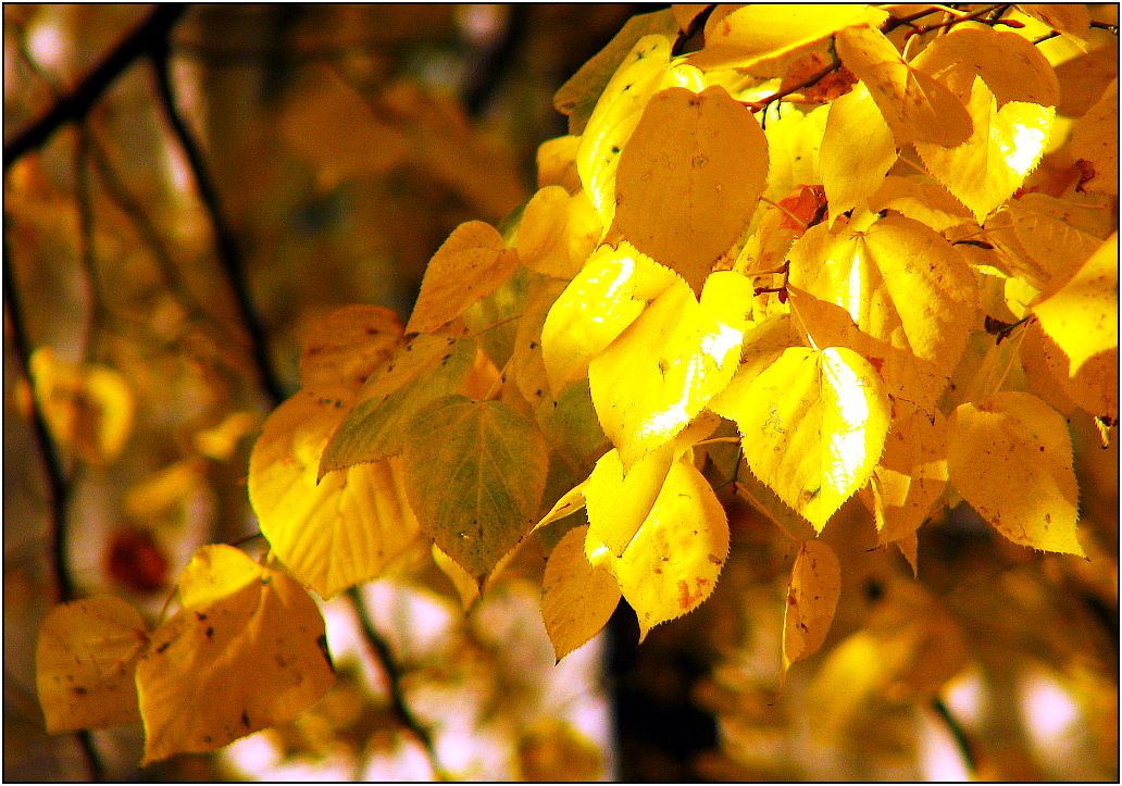 Goldener Herbst