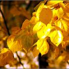 Goldener Herbst