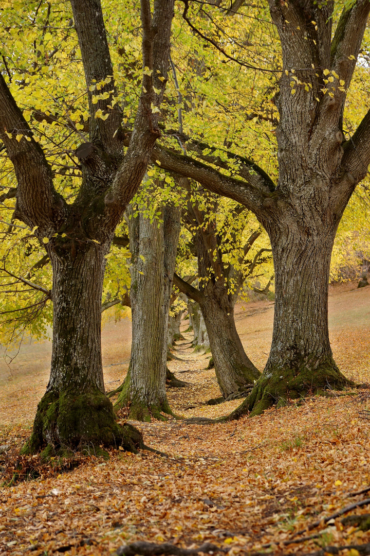 Goldener Herbst 6