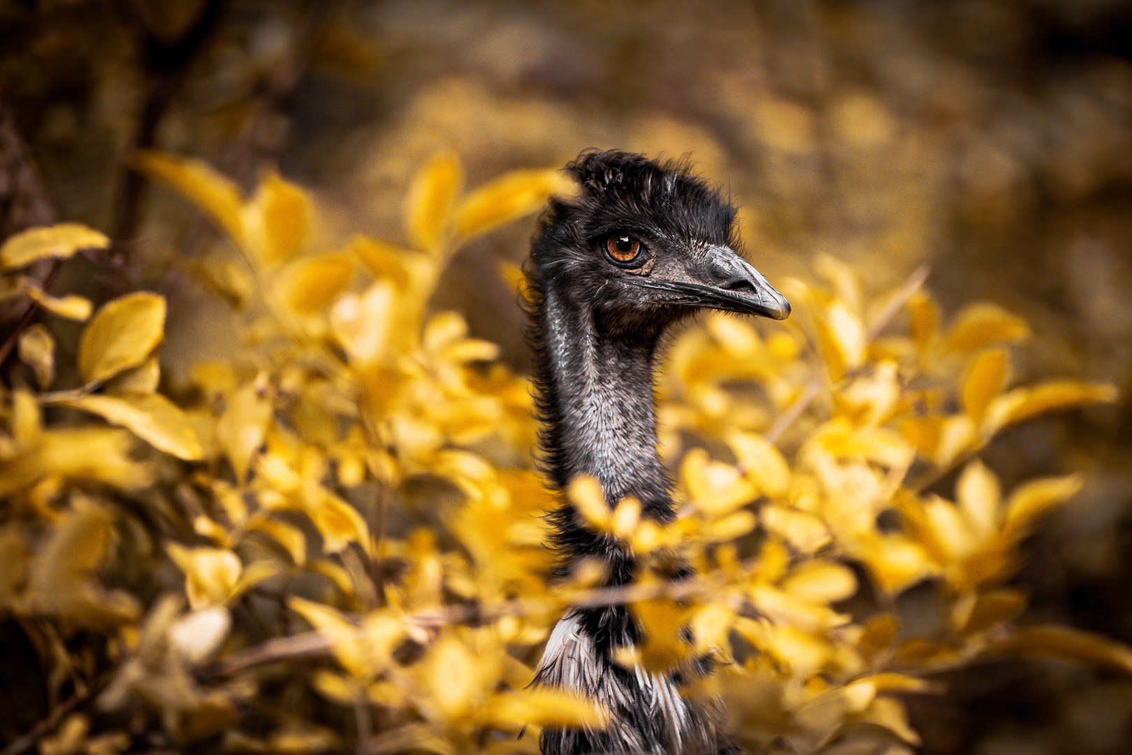 Goldener Herbst