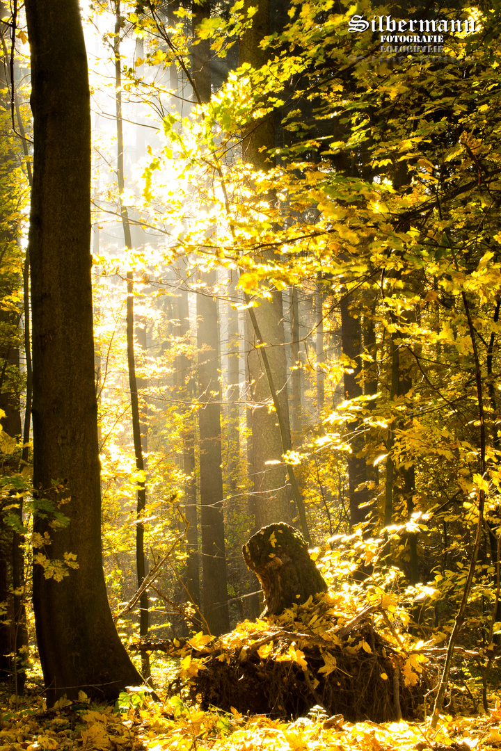 "goldener" Herbst