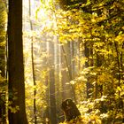 "goldener" Herbst