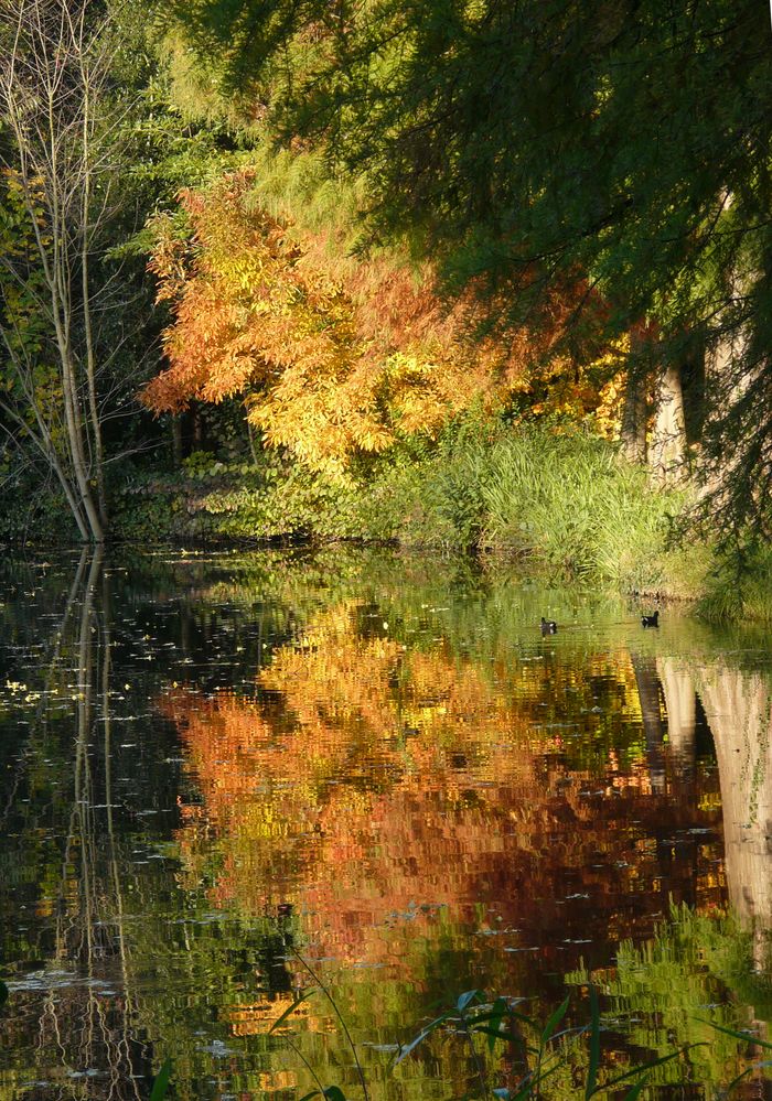 Goldener Herbst von Zauberlinse 