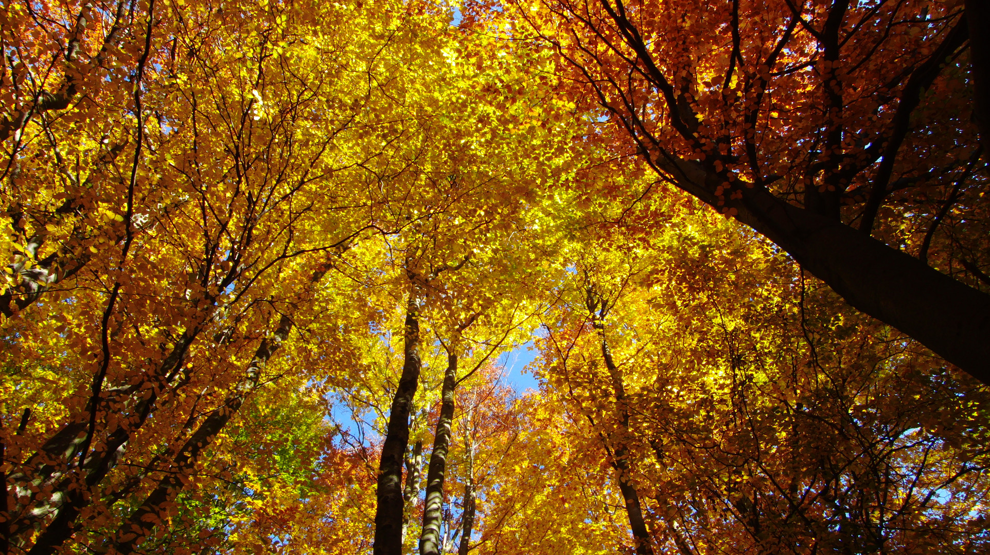 Goldener Herbst