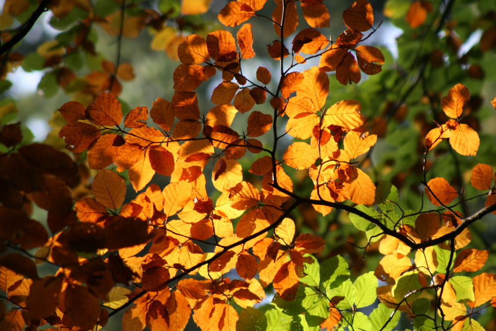 Goldener Herbst