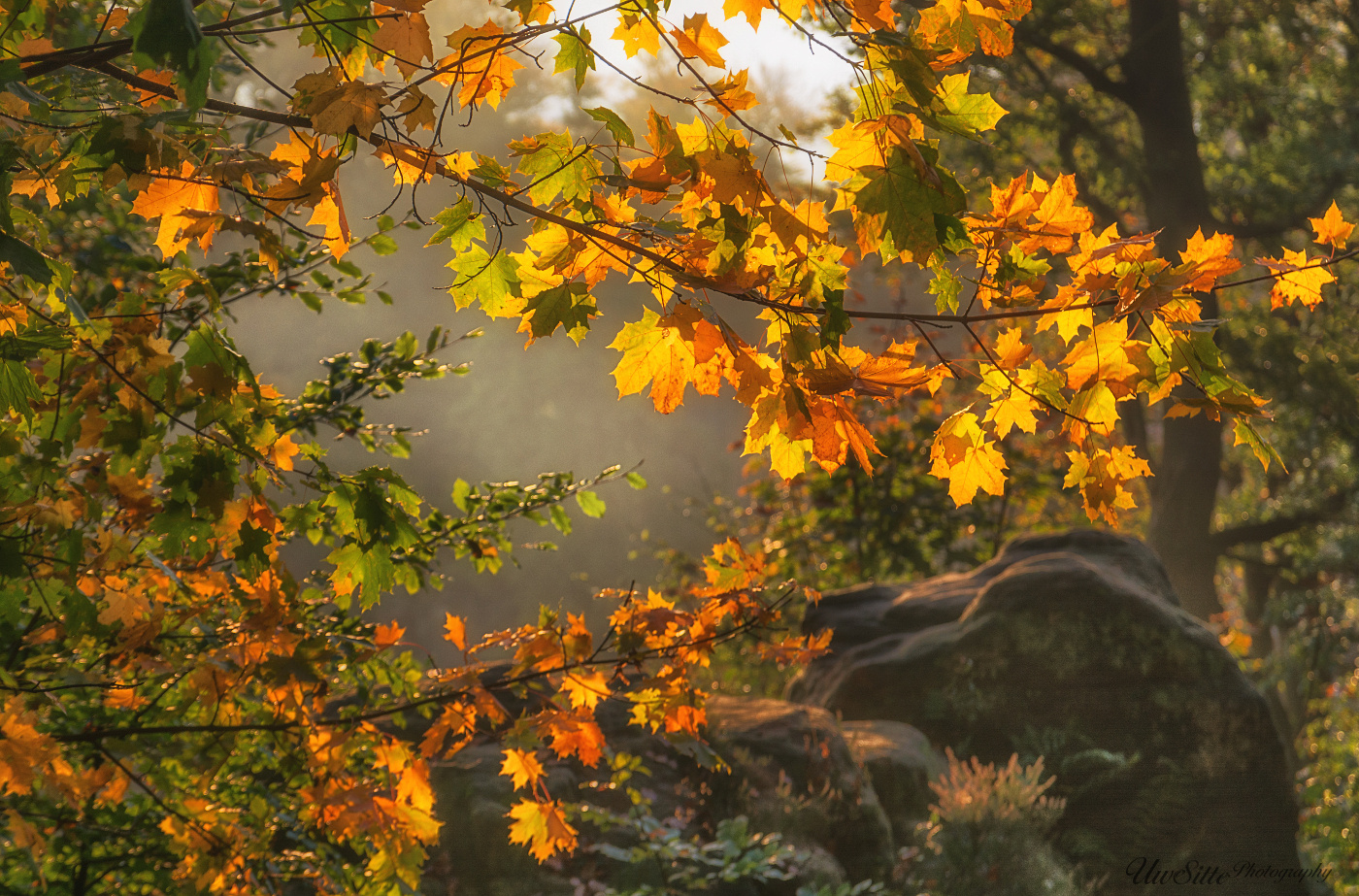 Goldener Herbst