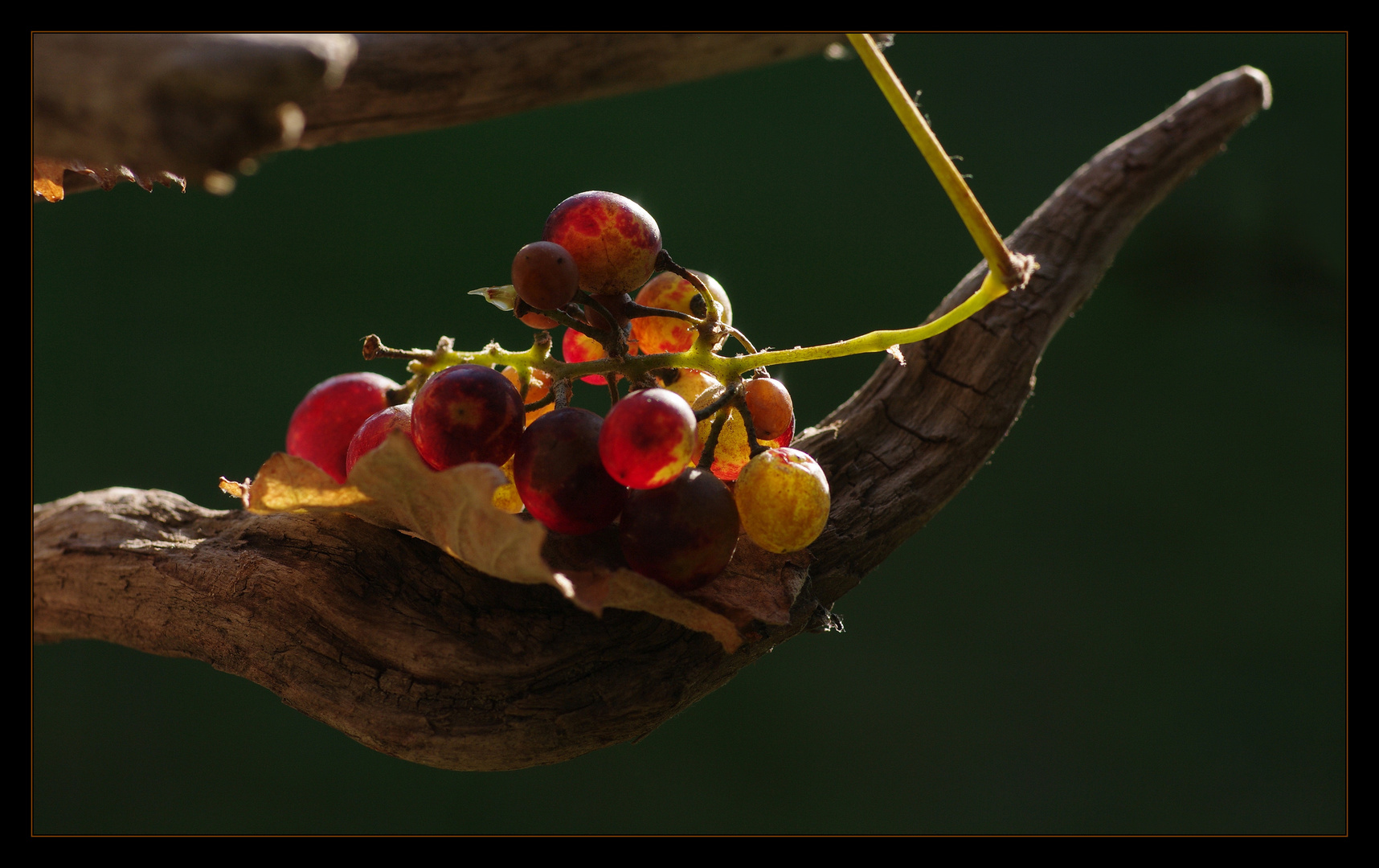 goldener herbst....