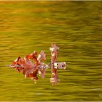 goldener herbst....