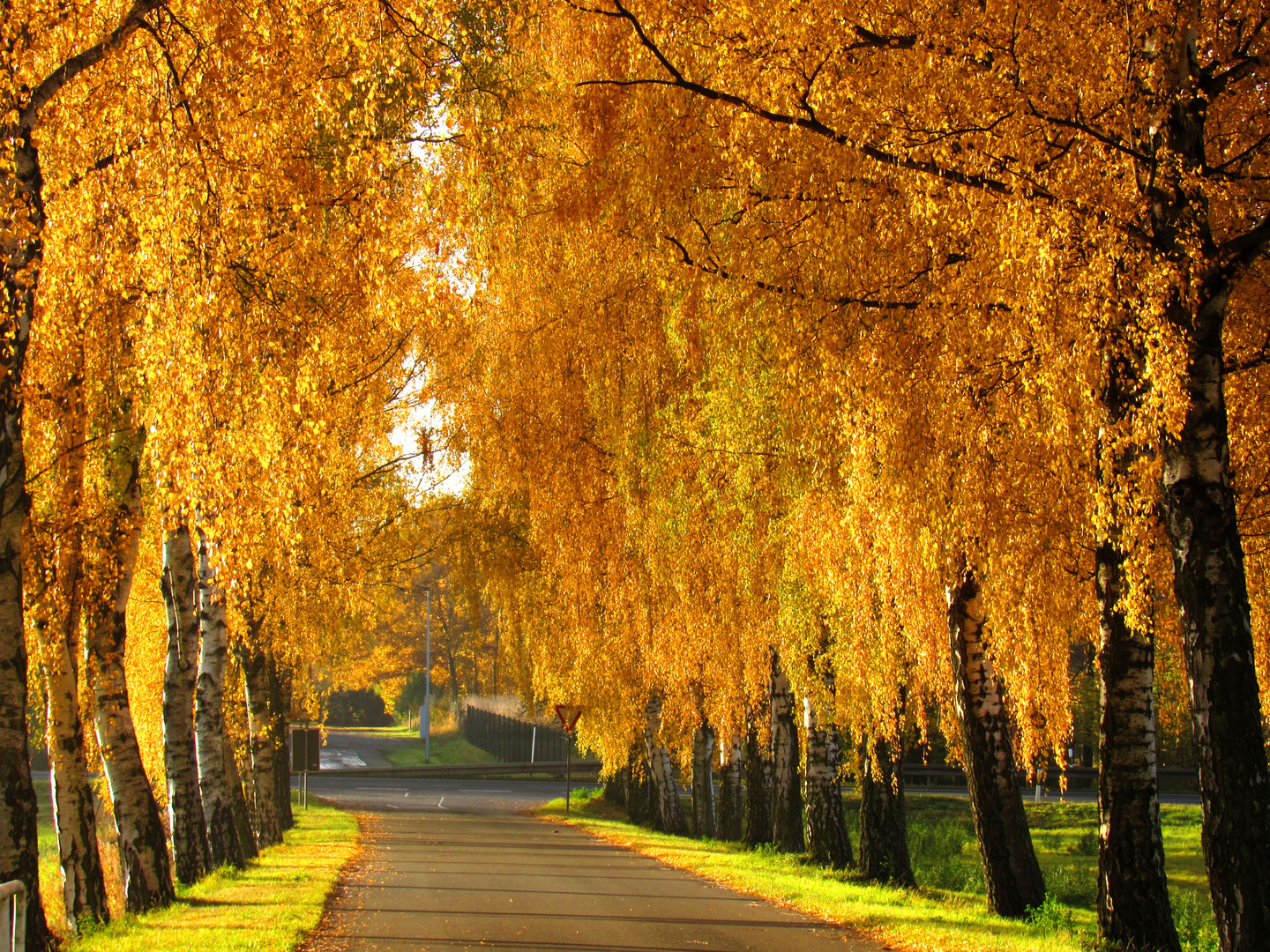 goldener Herbst