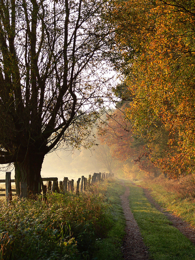 Goldener Herbst