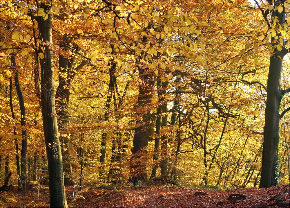 Goldener Herbst