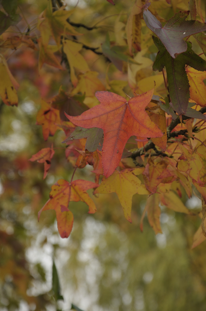 Goldener Herbst 7 / 2017