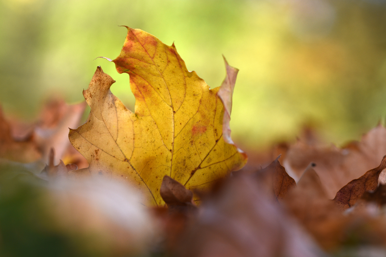 Goldener Herbst