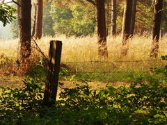 Goldener Herbst