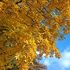 Goldener Herbst