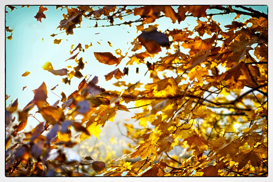 Goldener Herbst