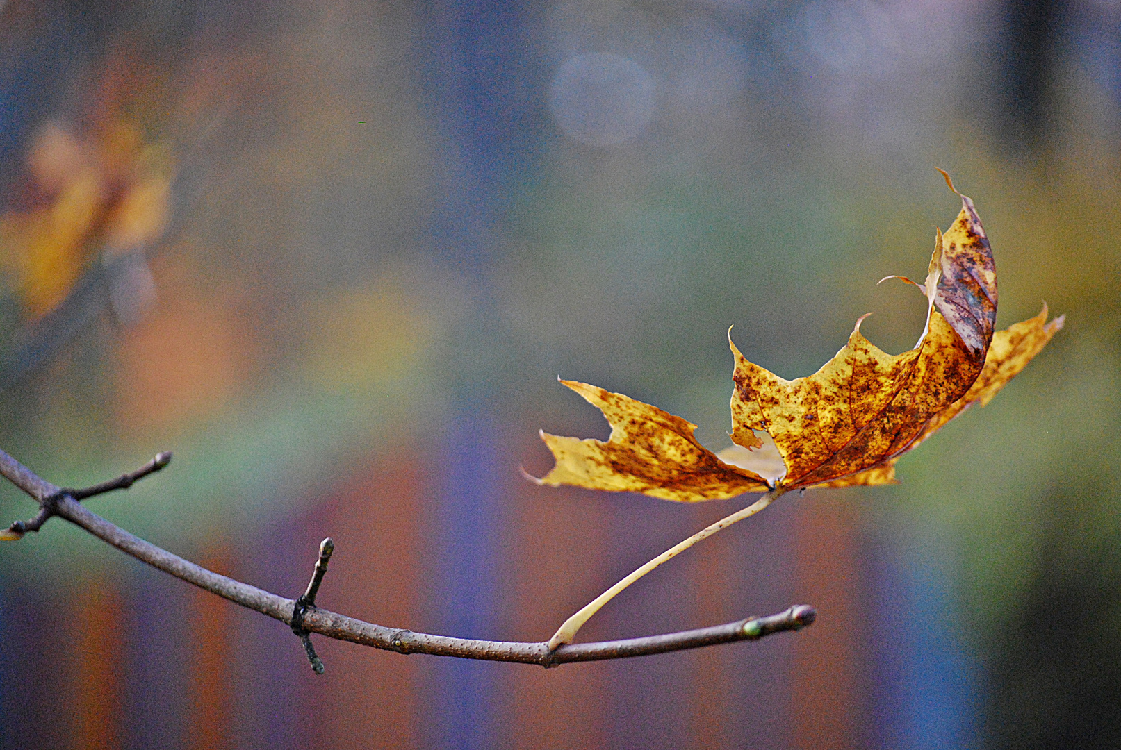 goldener Herbst...