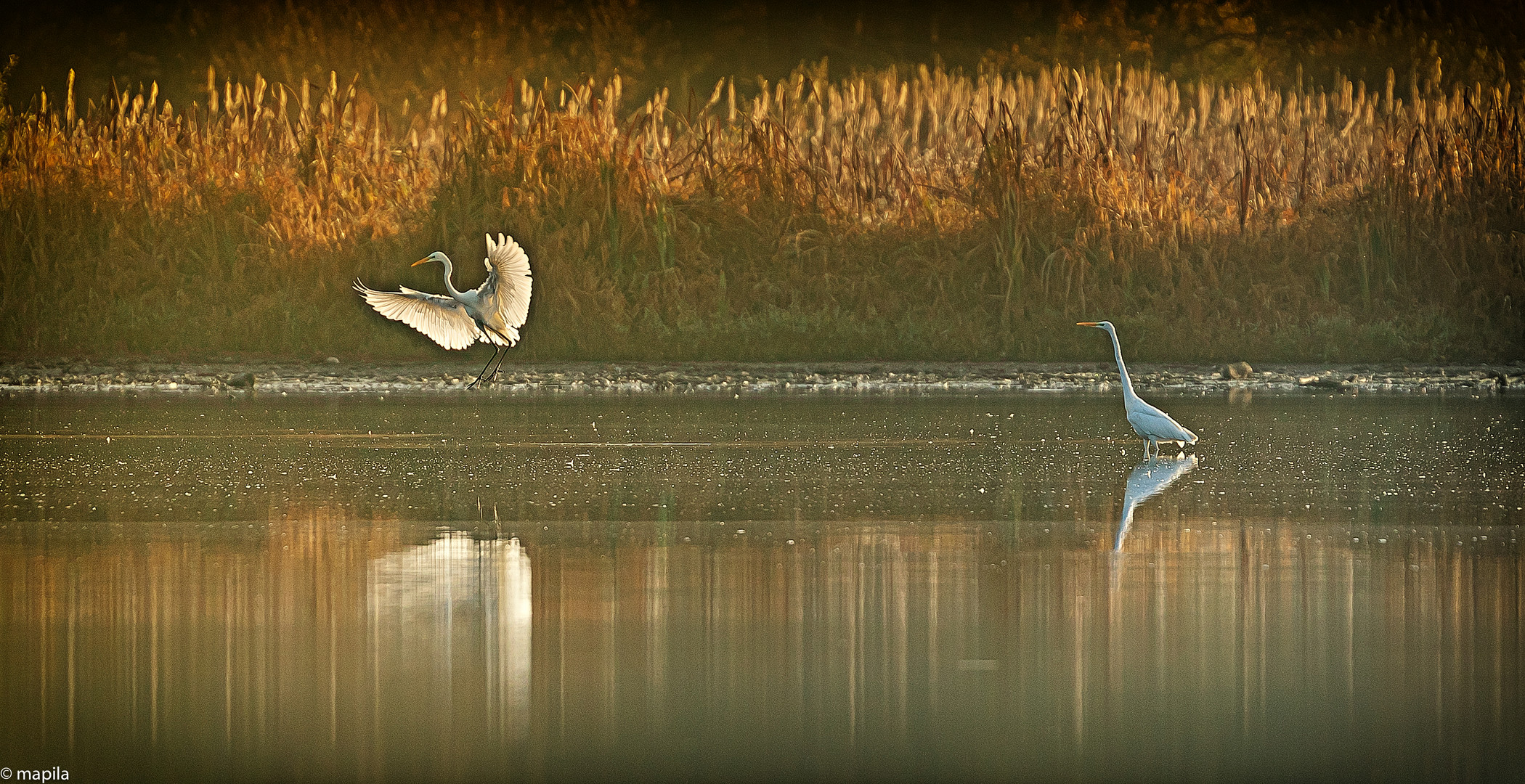 ——— Goldener Herbst ———